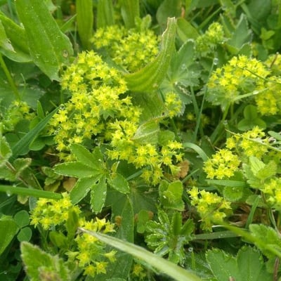 Alchemilla subcrenata — flower
