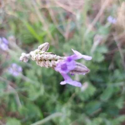 Lavandula multifida — flower