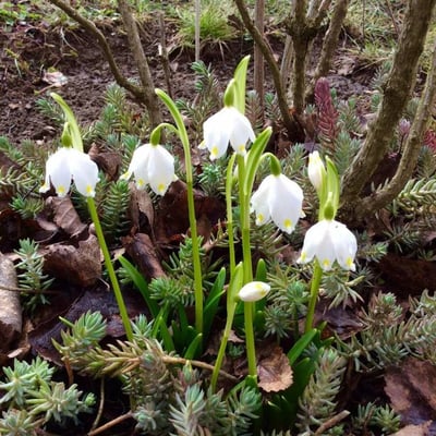 Leucojum vernum — flower