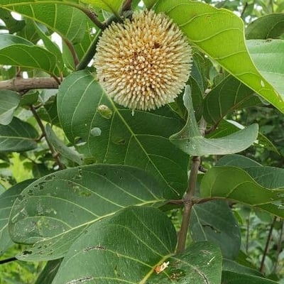 Sarcocephalus latifolius — leaf