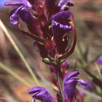 Dracocephalum ruyschiana — flower