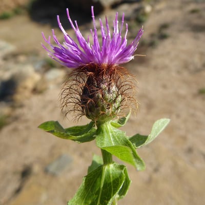Centaurea pectinata — flower