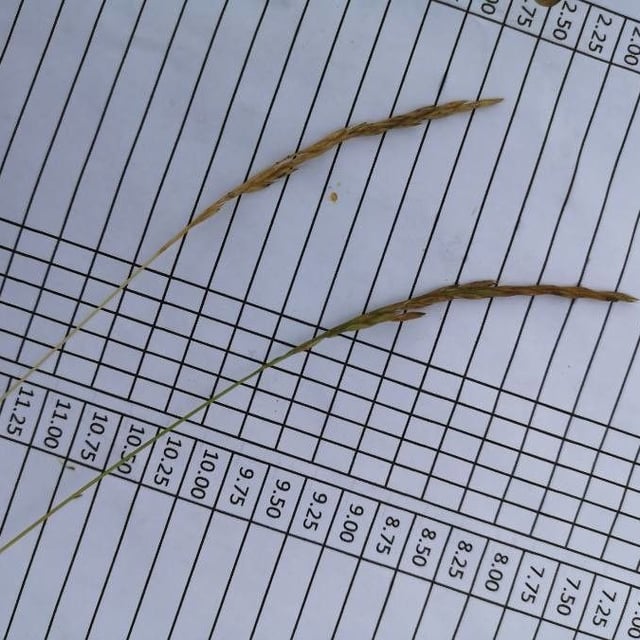 Elymus violaceus — flower