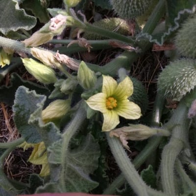 Ecballium elaterium — flower