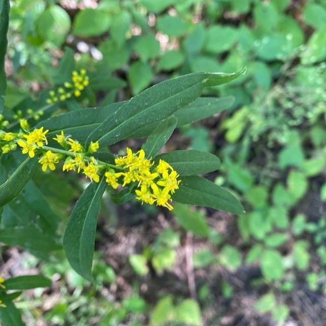Solidago caesia — flower