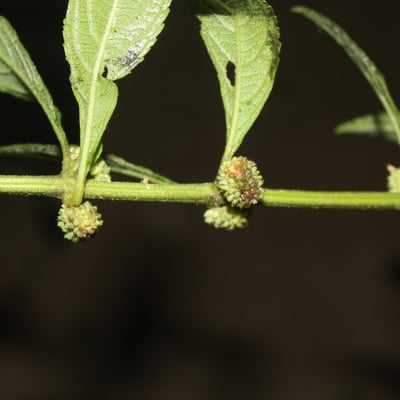 Hyptis obtusiflora — leaf