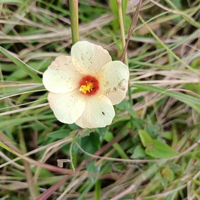 Sida linifolia — flower
