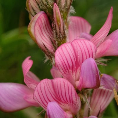 Onobrychis supina — flower