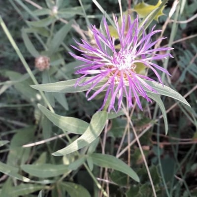 Centaurea nigra — flower