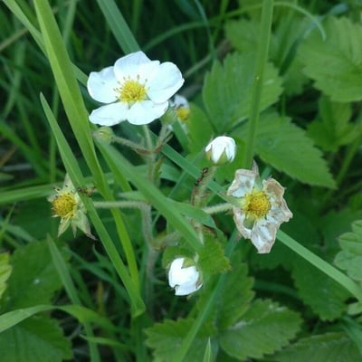 Fragaria moschata — flower