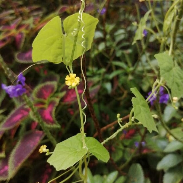Melothria pendula — flower
