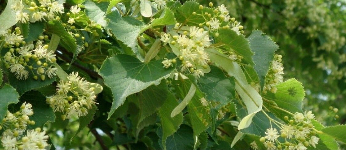 Japanese lime