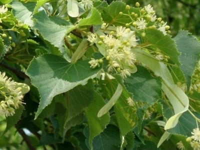 Japanese lime