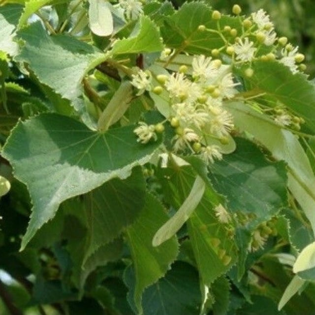 Japanese lime