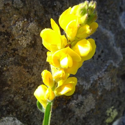 Genista sagittalis — flower