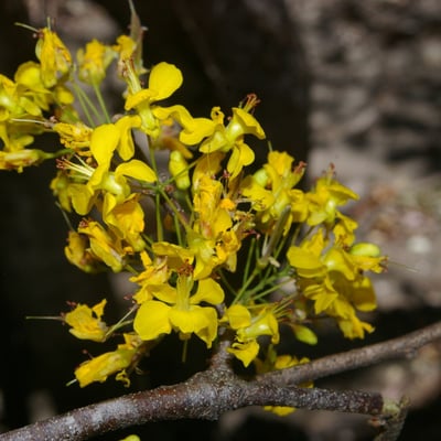 Haematoxylum brasiletto — flower