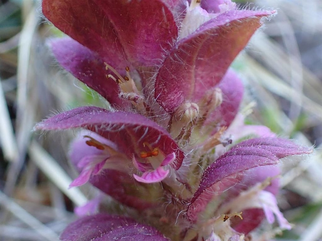 Pyramid bugle