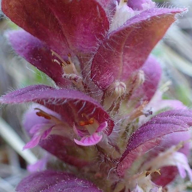 Ajuga pyramidalis — flower