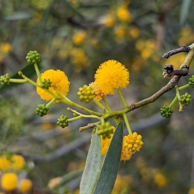 Acacia ligulata — flower