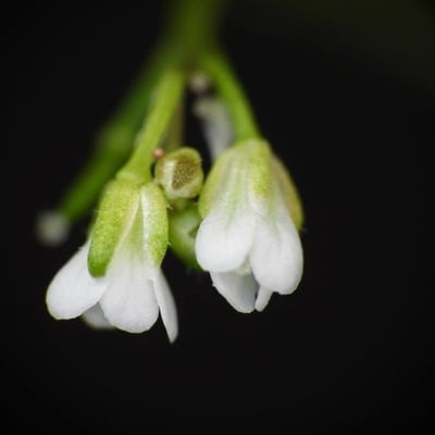 Arabidopsis thaliana — flower