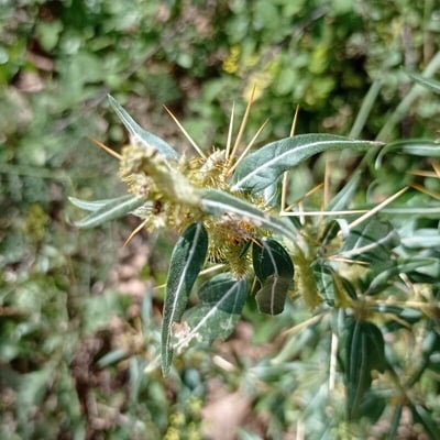Xanthium spinosum — flower