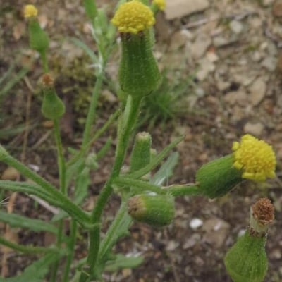Senecio sylvaticus — flower