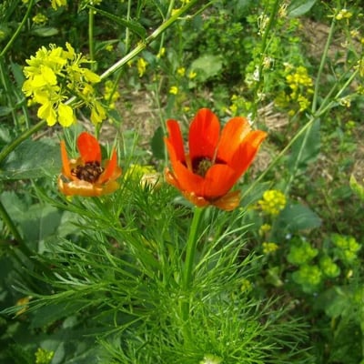 Adonis flammea — flower