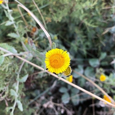 Pulicaria odora — flower