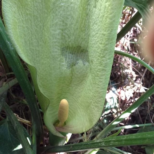 Arum italicum — flower