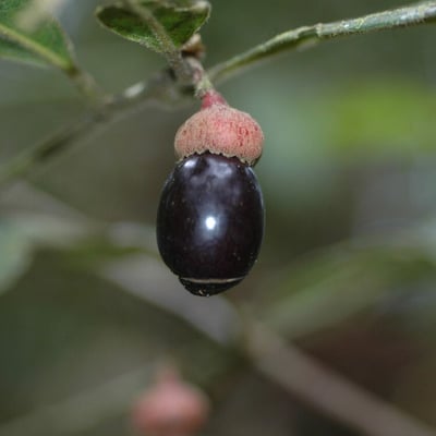 Endlicheria paniculata — fruit