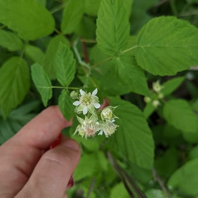 Rubus occidentalis — flower
