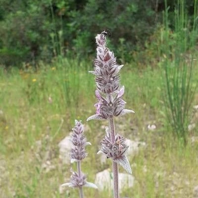 Stachys germanica — flower