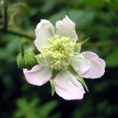 Rubus polyanthemus — flower