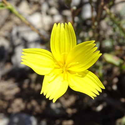 Lactuca viminea — flower