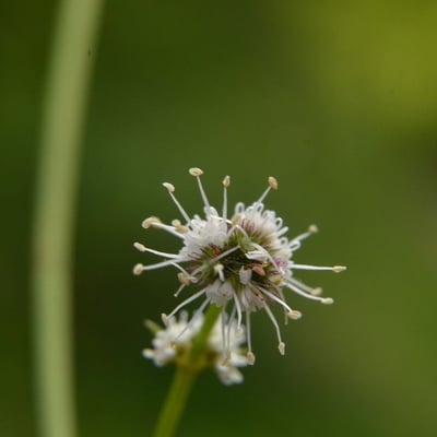Sanicula europaea — flower