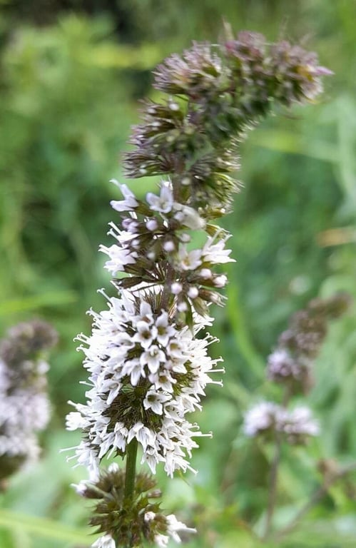 Peppermint