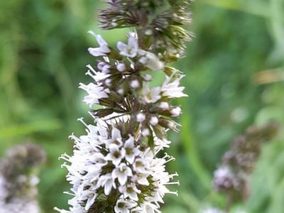 Peppermint