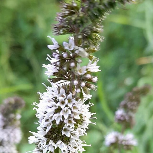 Mentha × piperita — flower