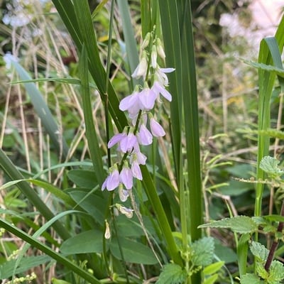 Galega officinalis — flower