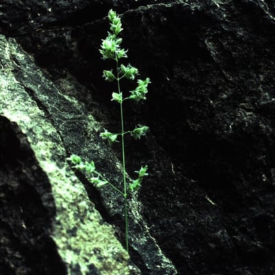 Poa fendleriana — habit
