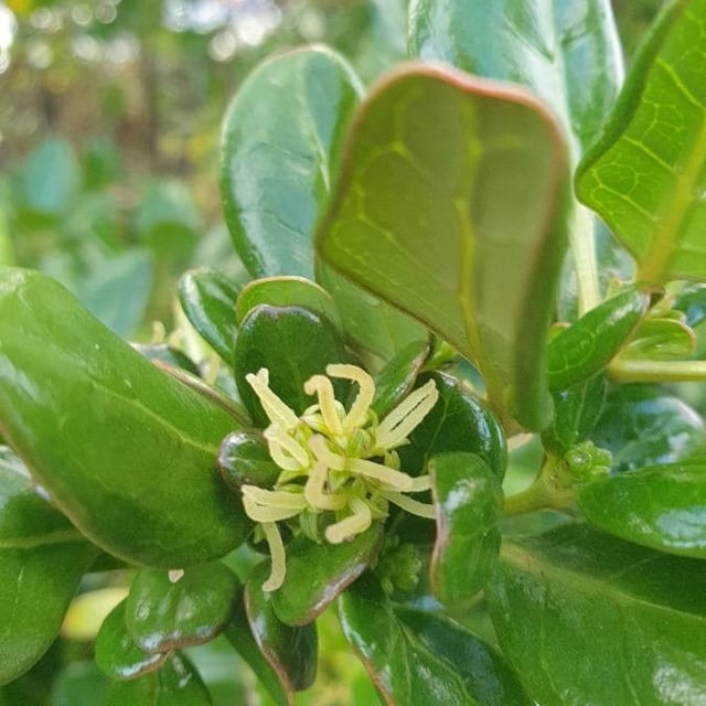 Coprosma repens — flower