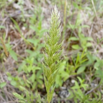 Gastridium ventricosum — flower