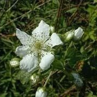 Rubus allegheniensis — flower