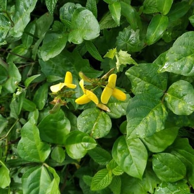 Vigna luteola — flower