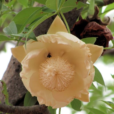 Adansonia digitata — flower