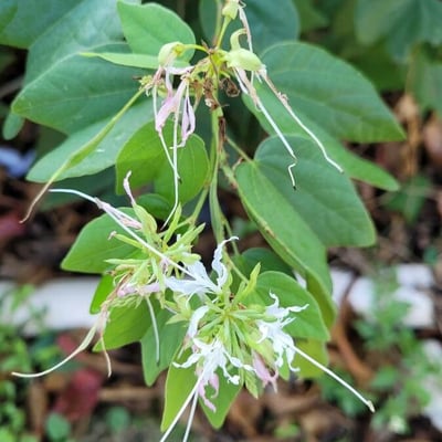 Bauhinia divaricata — flower