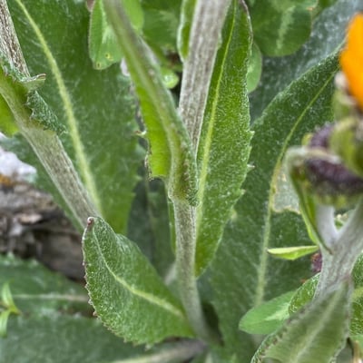 Senecio doronicum — flower