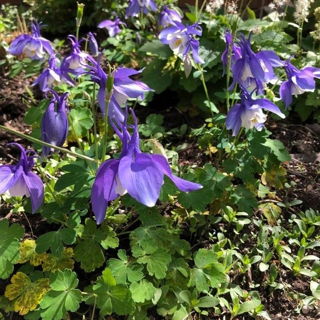 Aquilegia alpina — flower