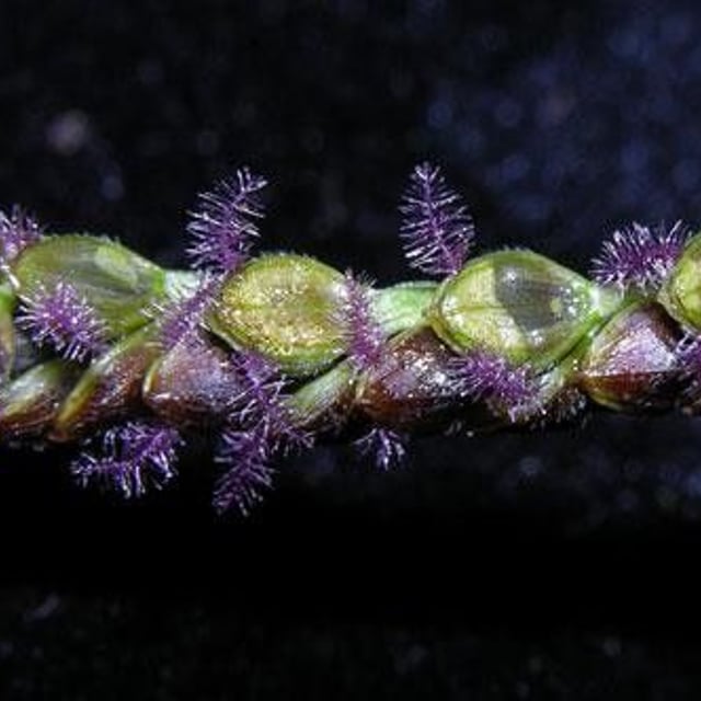 Paspalum plicatulum — flower