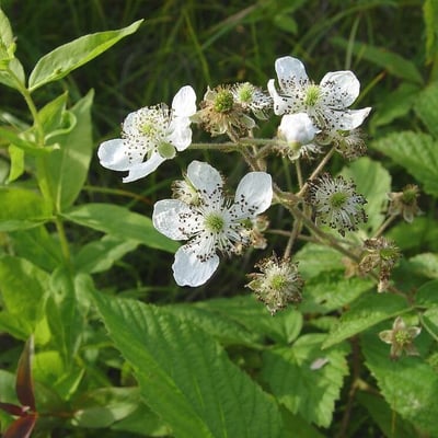 Rubus allegheniensis — flower